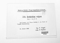 Image of Dothichiza exigua
